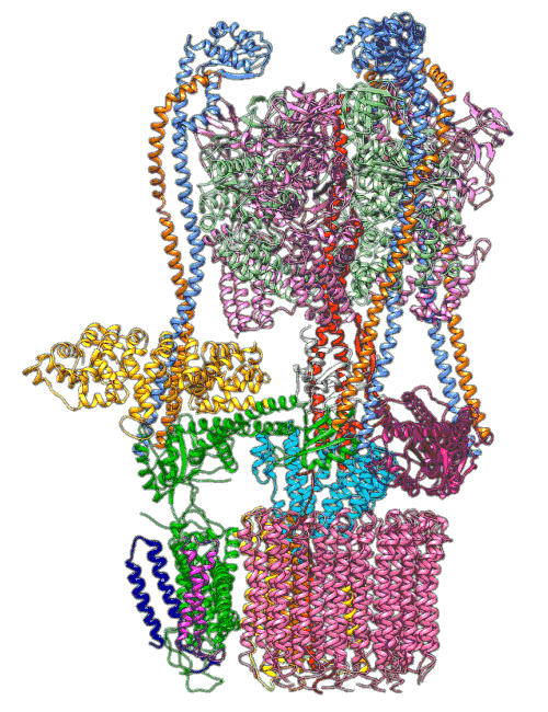 Animation of a rotary V-ATPase proton pump turning